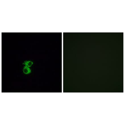 Immunofluorescence - Anti-OR6B2 Antibody (G917) - Antibodies.com