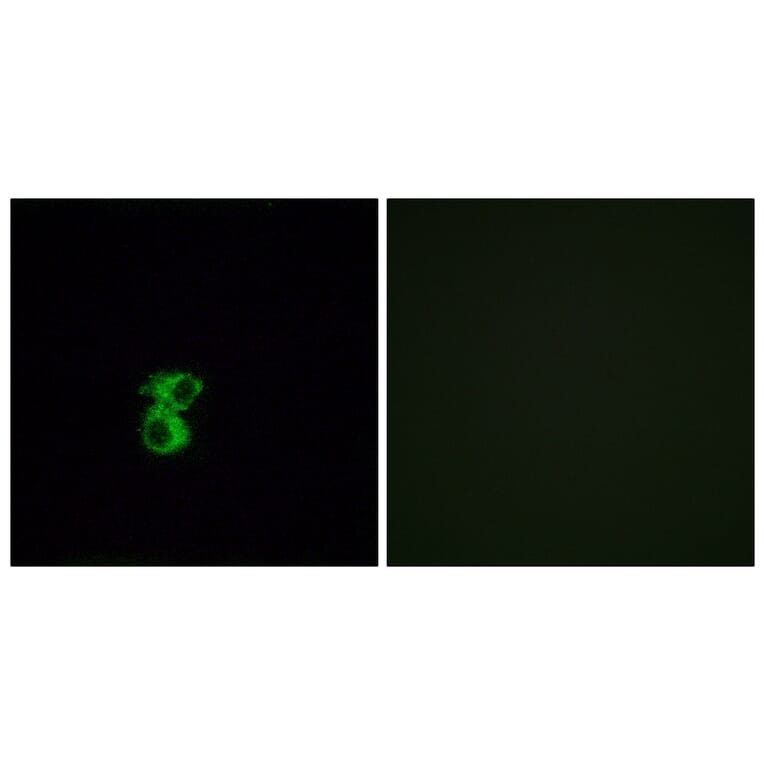 Immunofluorescence - Anti-OR6B2 Antibody (G917) - Antibodies.com