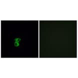 Immunofluorescence - Anti-OR6B2 Antibody (G917) - Antibodies.com