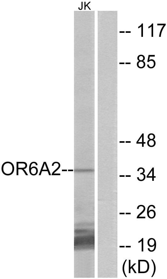 Western blot analysis of lysates from Jurkat cells using Anti-OR6A2 Antibody. The right hand lane represents a negative control, where the antibody is blocked by the immunising peptide.