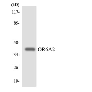 Western blot analysis of the lysates from HeLa cells using Anti-OR6A2 Antibody.