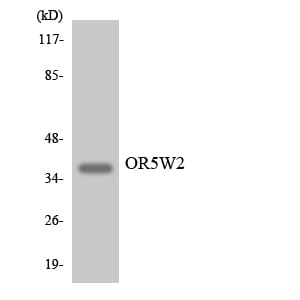 Western blot analysis of the lysates from 293 cells using Anti-OR5W2 Antibody.
