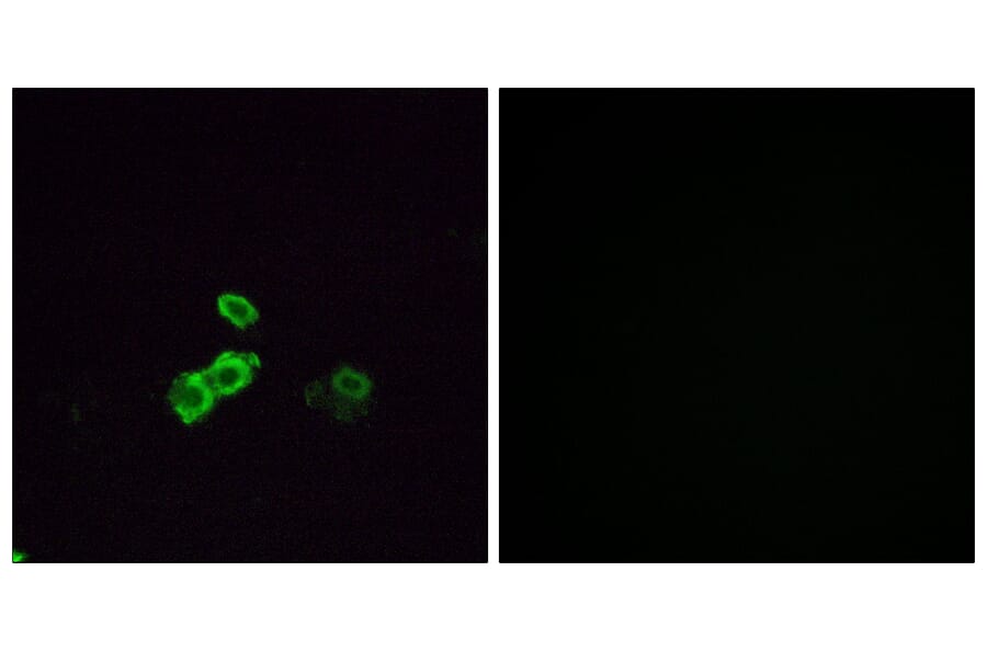 Immunofluorescence - Anti-OR5U1 Antibody (G655) - Antibodies.com