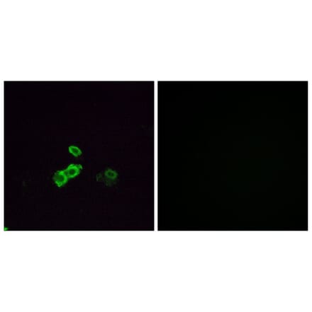 Immunofluorescence - Anti-OR5U1 Antibody (G655) - Antibodies.com