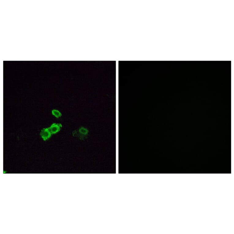 Immunofluorescence - Anti-OR5U1 Antibody (G655) - Antibodies.com