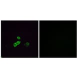 Immunofluorescence - Anti-OR5U1 Antibody (G655) - Antibodies.com