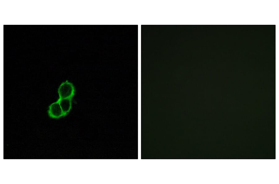 Immunofluorescence - Anti-OR5T3 Antibody (G654) - Antibodies.com