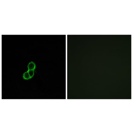 Immunofluorescence - Anti-OR5T3 Antibody (G654) - Antibodies.com