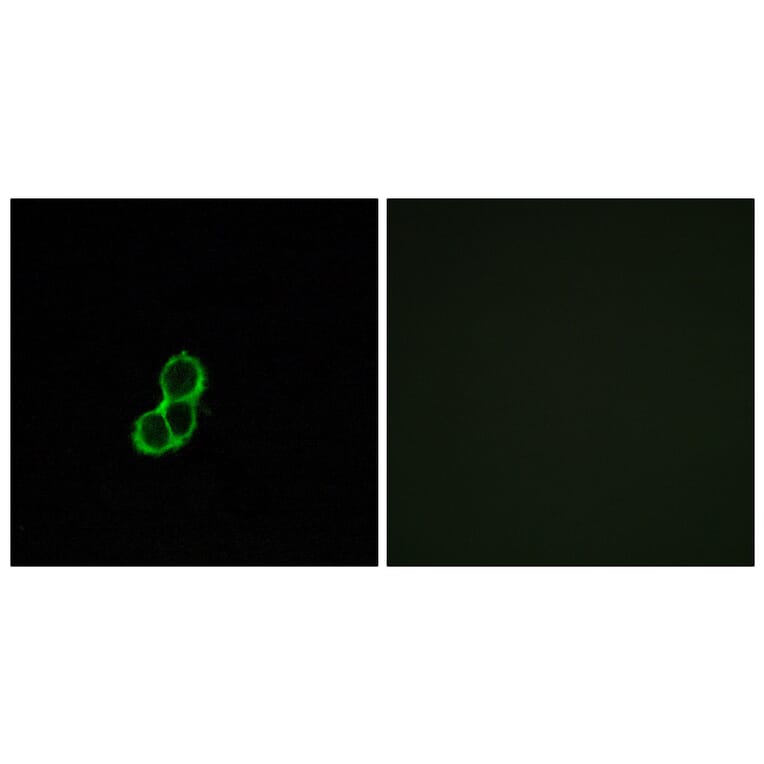 Immunofluorescence - Anti-OR5T3 Antibody (G654) - Antibodies.com