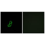 Immunofluorescence - Anti-OR5T3 Antibody (G654) - Antibodies.com