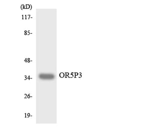 Western Blot - Anti-OR5P3 Antibody (R12-3244) - Antibodies.com