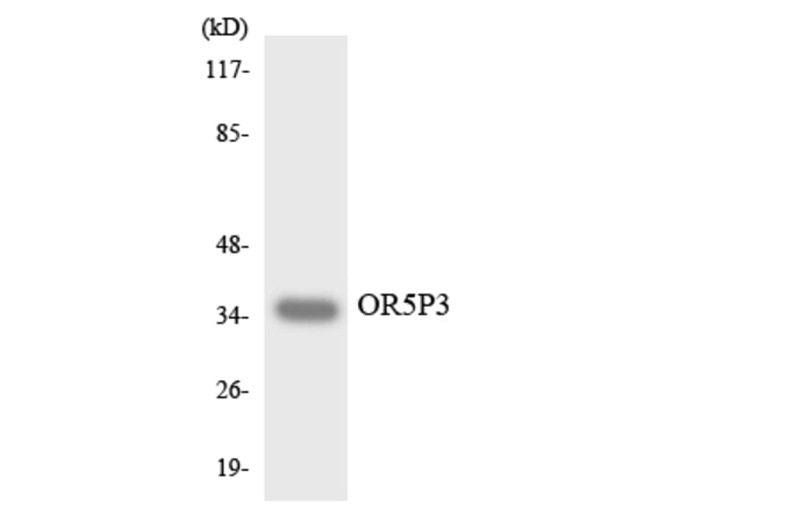 Western Blot - Anti-OR5P3 Antibody (R12-3244) - Antibodies.com