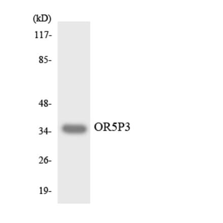 Western Blot - Anti-OR5P3 Antibody (R12-3244) - Antibodies.com