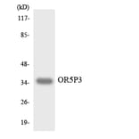 Western Blot - Anti-OR5P3 Antibody (R12-3244) - Antibodies.com