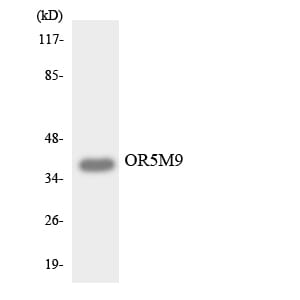 Western blot analysis of the lysates from HUVEC cells using Anti-OR5M9 Antibody.
