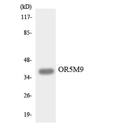 Western Blot - Anti-OR5M9 Antibody (R12-3242) - Antibodies.com