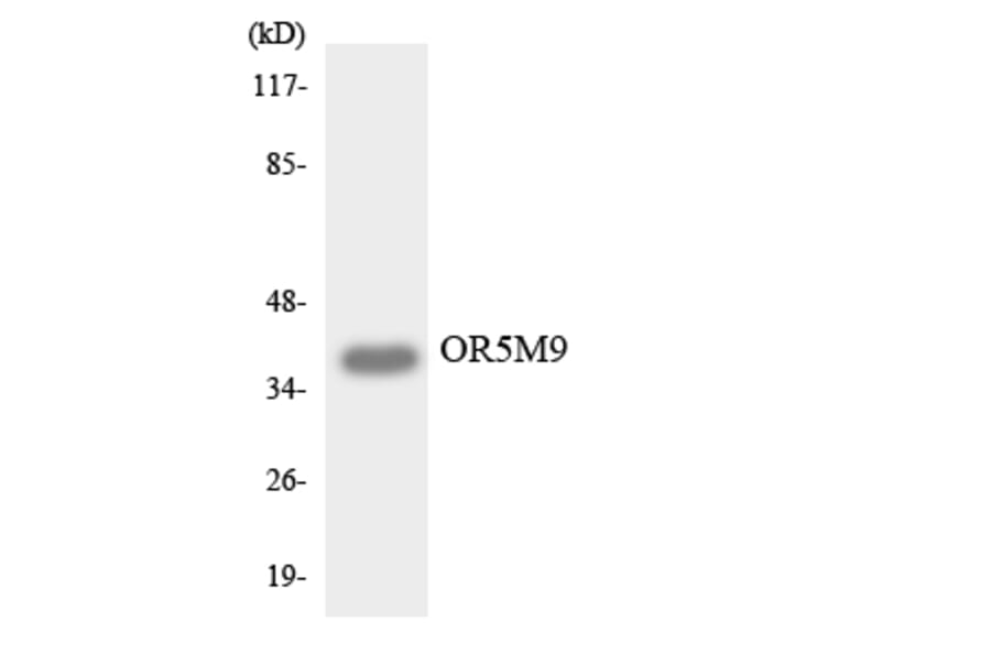 Western Blot - Anti-OR5M9 Antibody (R12-3242) - Antibodies.com