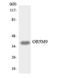 Western Blot - Anti-OR5M9 Antibody (R12-3242) - Antibodies.com