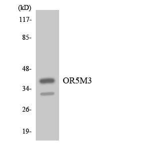 Western blot analysis of the lysates from COLO205 cells using Anti-OR5M3 Antibody.