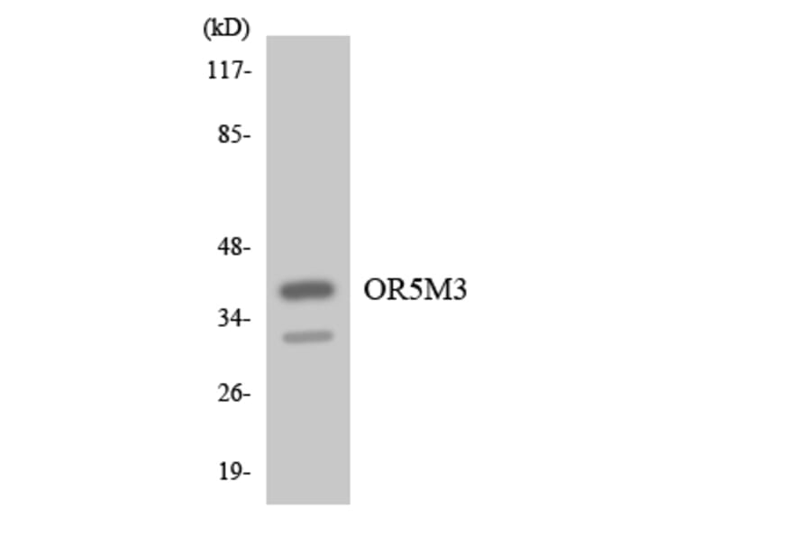 Western Blot - Anti-OR5M3 Antibody (R12-3241) - Antibodies.com