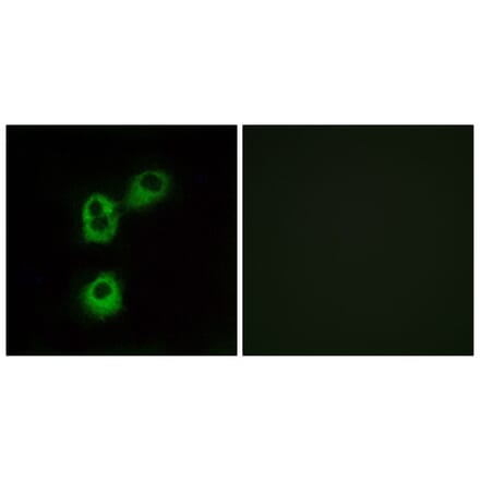 Immunofluorescence - Anti-OR5M1 Antibody (G913) - Antibodies.com