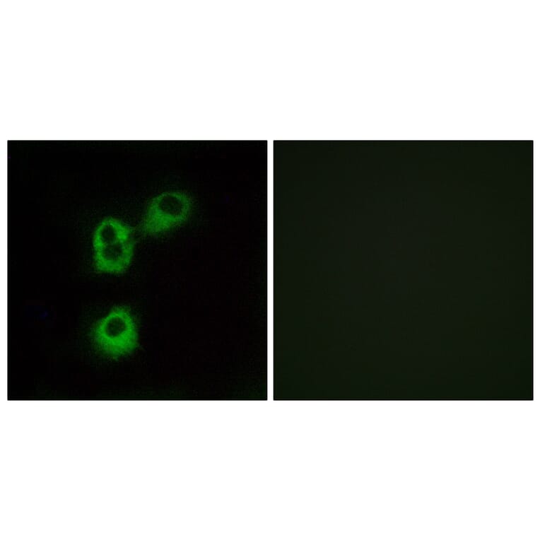 Immunofluorescence - Anti-OR5M1 Antibody (G913) - Antibodies.com