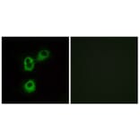 Immunofluorescence - Anti-OR5M1 Antibody (G913) - Antibodies.com