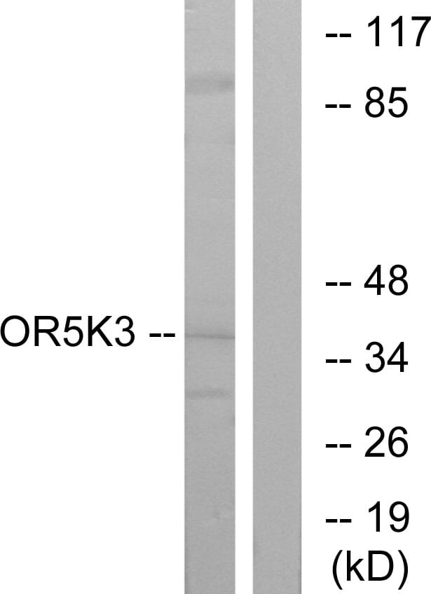 Western blot analysis of lysates from K562 cells using Anti-OR5K3 Antibody. The right hand lane represents a negative control, where the antibody is blocked by the immunising peptide.