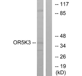 Western Blot - Anti-OR5K3 Antibody (G644) - Antibodies.com