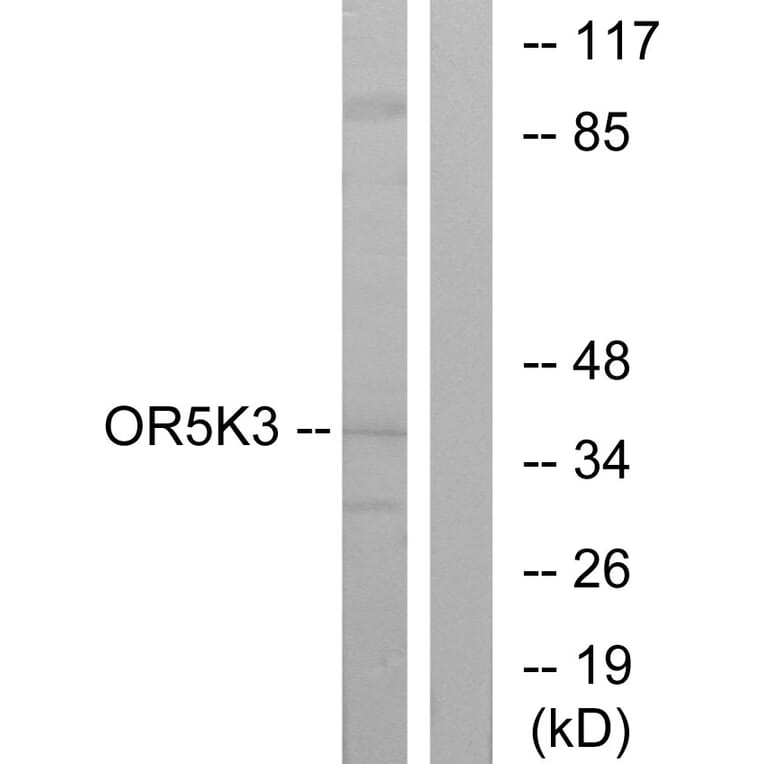 Western Blot - Anti-OR5K3 Antibody (G644) - Antibodies.com