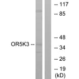 Western Blot - Anti-OR5K3 Antibody (G644) - Antibodies.com