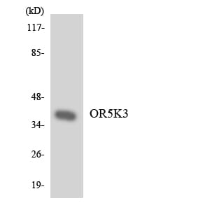 Western blot analysis of the lysates from HepG2 cells using Anti-OR5K3 Antibody.