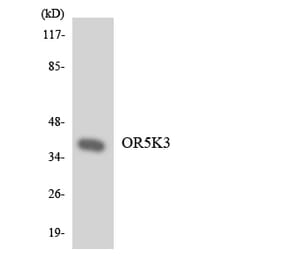 Western Blot - Anti-OR5K3 Antibody (R12-3238) - Antibodies.com