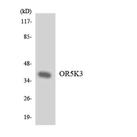 Western Blot - Anti-OR5K3 Antibody (R12-3238) - Antibodies.com