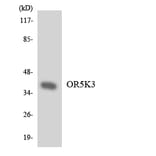Western Blot - Anti-OR5K3 Antibody (R12-3238) - Antibodies.com