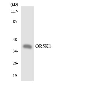 Western blot analysis of the lysates from HeLa cells using Anti-OR5K1 Antibody.