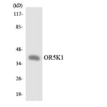 Western Blot - Anti-OR5K1 Antibody (R12-3237) - Antibodies.com