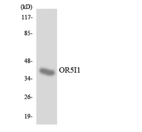 Western Blot - Anti-OR5I1 Antibody (R12-3236) - Antibodies.com