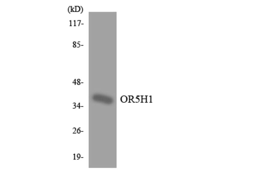 Western Blot - Anti-OR5H1 Antibody (R12-3233) - Antibodies.com