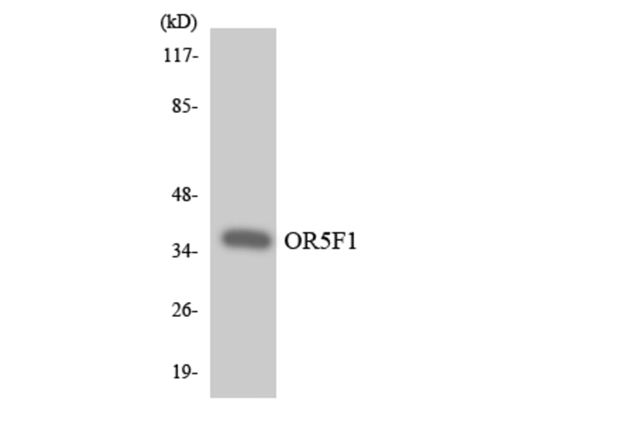 Western Blot - Anti-OR5F1 Antibody (R12-3232) - Antibodies.com