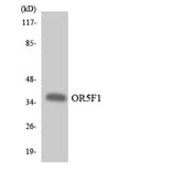 Western Blot - Anti-OR5F1 Antibody (R12-3232) - Antibodies.com