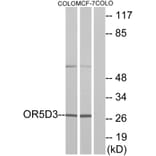 Western Blot - Anti-OR5D3 Antibody (G636) - Antibodies.com