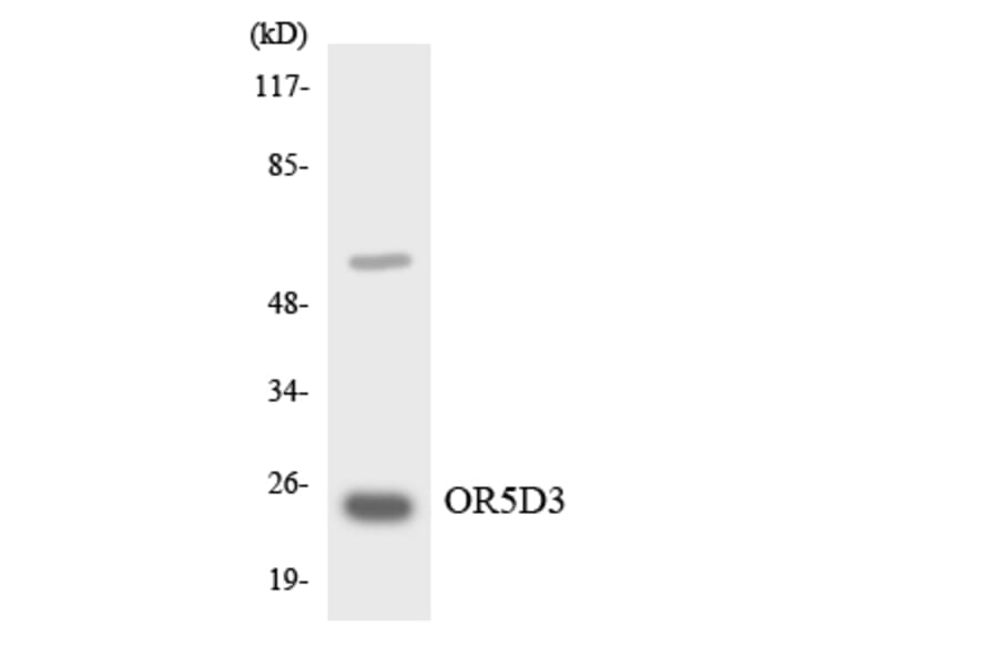 Western Blot - Anti-OR5D3 Antibody (R12-3231) - Antibodies.com