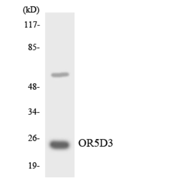 Western Blot - Anti-OR5D3 Antibody (R12-3231) - Antibodies.com