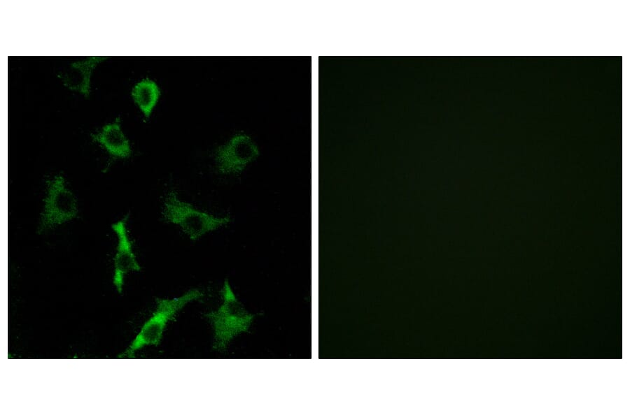Immunofluorescence - Anti-OR5B3 Antibody (G627) - Antibodies.com