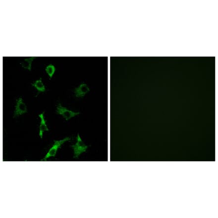 Immunofluorescence - Anti-OR5B3 Antibody (G627) - Antibodies.com