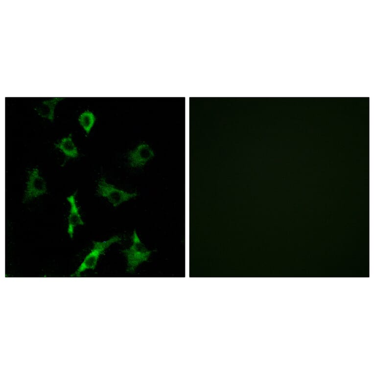 Immunofluorescence - Anti-OR5B3 Antibody (G627) - Antibodies.com