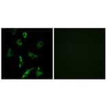 Immunofluorescence - Anti-OR5B3 Antibody (G627) - Antibodies.com