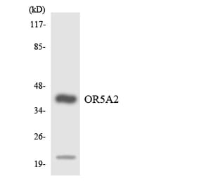Western Blot - Anti-OR5A2 Antibody (R12-3226) - Antibodies.com