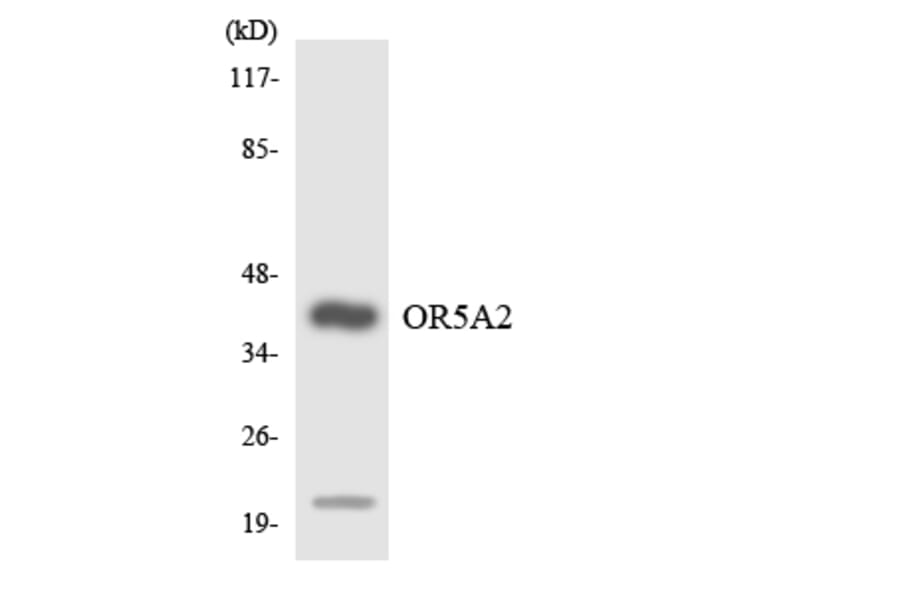 Western Blot - Anti-OR5A2 Antibody (R12-3226) - Antibodies.com